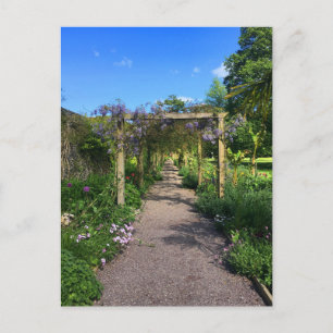 Carte Postale Une promenade à travers Wisteria