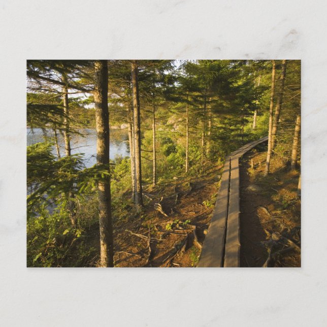 Carte Postale Une promenade en bois dans le parc national Acadia (Devant)