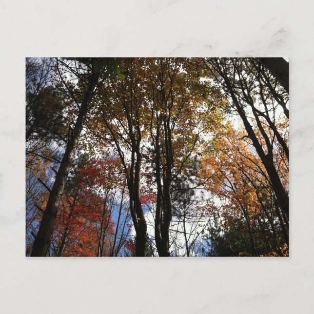 Carte Postale Une randonnée en chute libre dans l'État de New Yo (Devant)