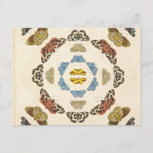 Carte Postale Une rare description de papillons et de papillons