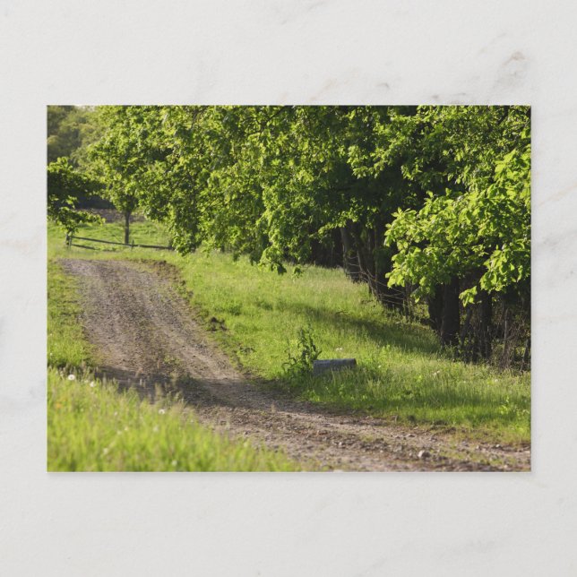 Carte Postale Une route agricole à Ipswich, Massachusetts. (Devant)