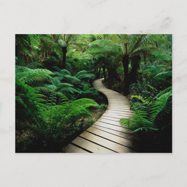 Carte Postale Une route au milieu de la forêt sauvage (Devant)