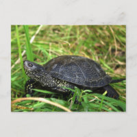 Une tortue européenne d'étang