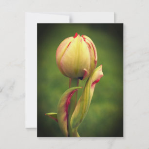Carte Postale Une tulipe bourgeonnante