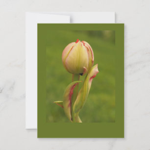 Carte Postale Une tulipe bourgeonnante