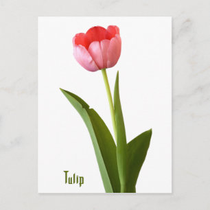 Carte Postale Une Tulipe de printemps rose Nature Florale Photo