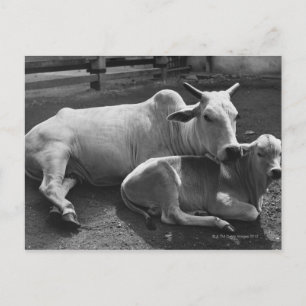 Carte Postale Une vache indienne et son veau couchés dans une fe