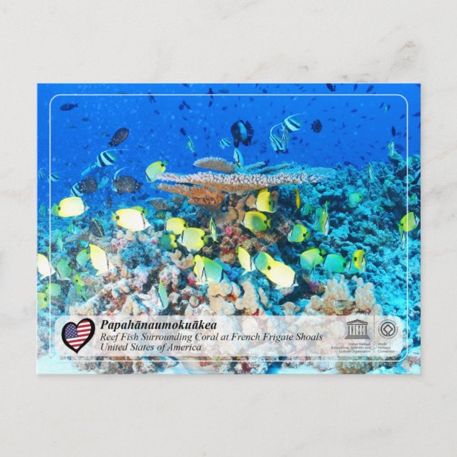 Carte Postale UNESCO - Papahānaumokuākea - Chaussures de la frég (Devant)