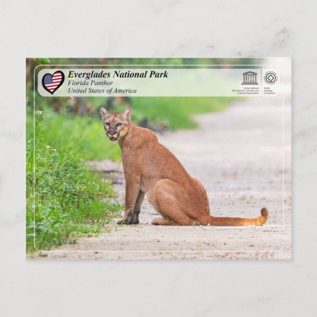 Carte Postale UNESCO - Parc national des Everglades - Floride Pa (Devant)