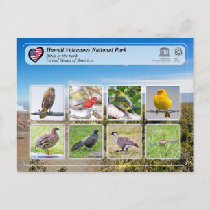 Carte Postale UNESCO WHS - Hawaii Volcanoes NP - Oiseaux
