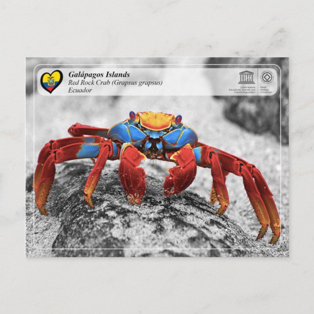 Carte Postale UNESCO WHS - Îles Galápagos - Crabe de Rocher Roug (Devant)