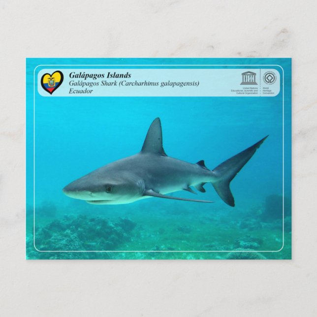 Carte Postale UNESCO WHS - Îles Galápagos - Galapagos Requin (Devant)
