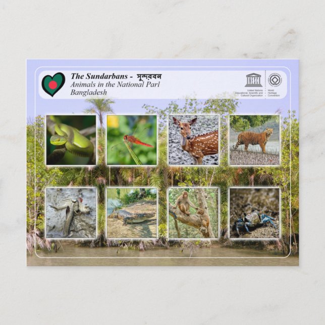 Carte Postale UNESCO WHS - Les Sundarbans (Devant)