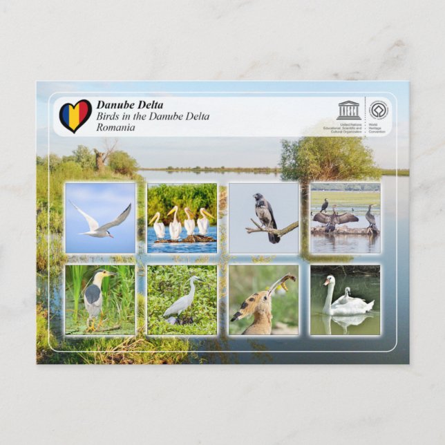 Carte Postale UNESCO WHS - Oiseaux dans le delta du Danube (Devant)