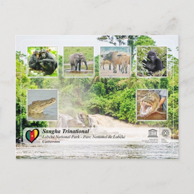 Carte Postale UNESCO WHS - Sangha Trinational - Lobéké (Devant)
