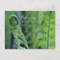 Unfurling fern leaf CC0191 Nature gros-up photo