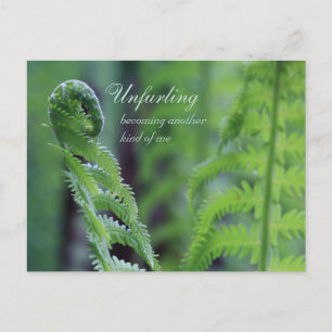 Carte Postale Unfurling fern leaf CC0191 Nature gros-up photo
