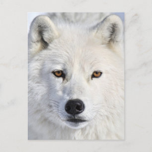 Carte Postale up close and personal.jpg