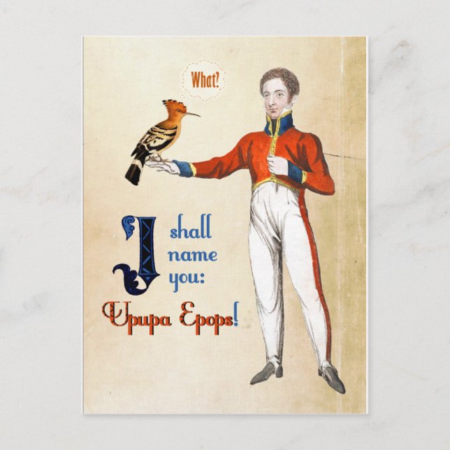 Carte Postale Upupa Epops (Devant)