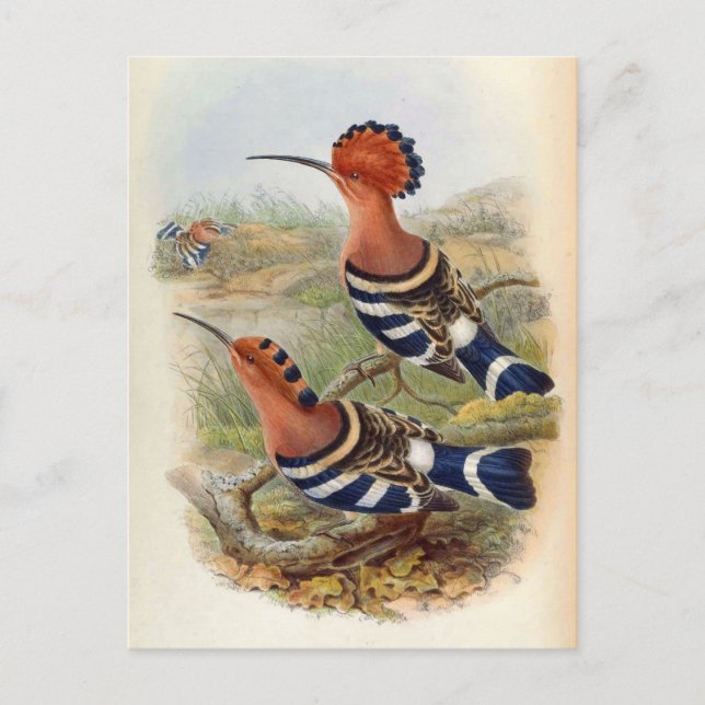 Carte Postale Upupa Nigripennis (Hoopoe indienne) (Devant)