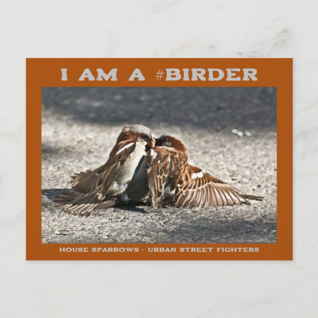 Carte Postale Urbain Street Fighters House Sparrows Birder (Devant)