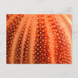 Carte Postale Urchin
