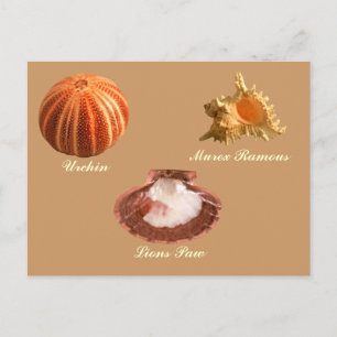 Carte Postale Urchin, Lions Paw, Murex Ramous