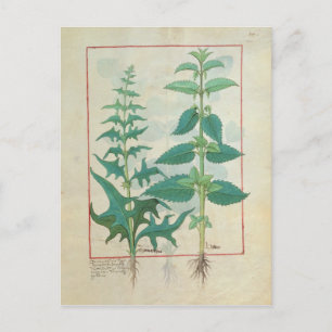 Carte Postale Urticacées