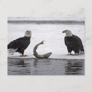 Carte Postale USA, Alaska, Chilkat Bald Eagle Preserve. Paire
