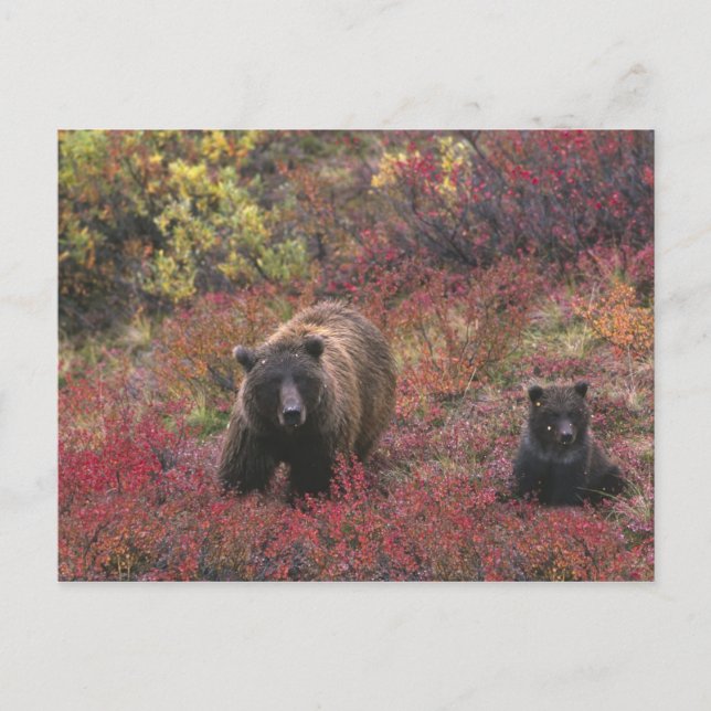 Carte Postale USA, Alaska, Denali National Park. Ours grizzli (Devant)