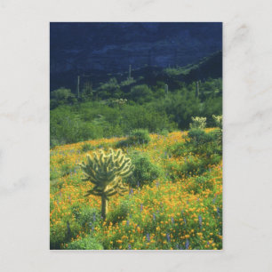 Carte Postale USA, Arizona, Organ Pipe Cactus National