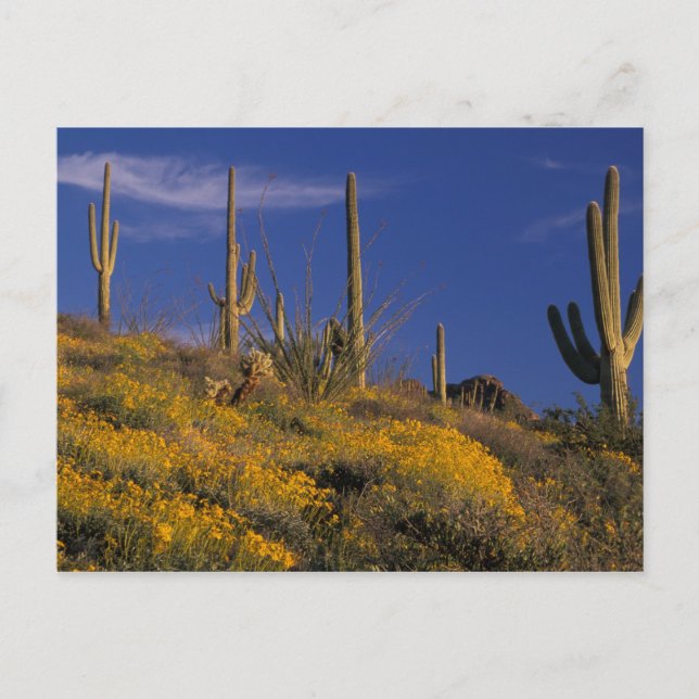 Carte Postale USA, Arizona, Organ Pipe Cactus National 2 (Devant)
