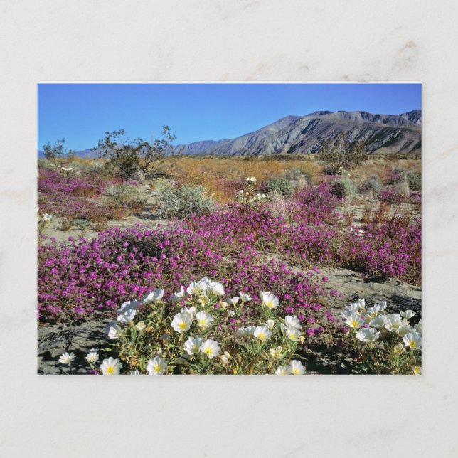 Carte Postale USA, Californie, Anza-Borrego DSP. Soirée de dunes (Devant)