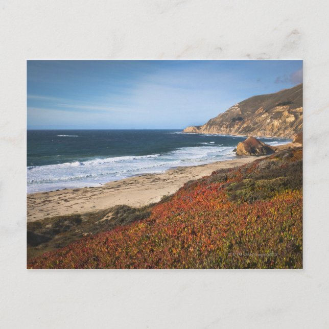 Carte Postale USA, Californie, Big Sur, plantes rouges par plage (Devant)
