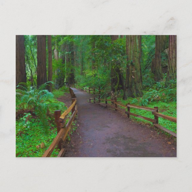 Carte Postale USA, Californie. Chemin parmi les séquoias (Devant)