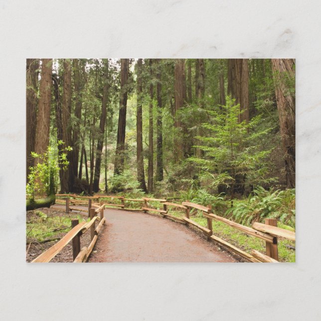 Carte Postale USA, Californie, Marin County, Muir Woods (Devant)