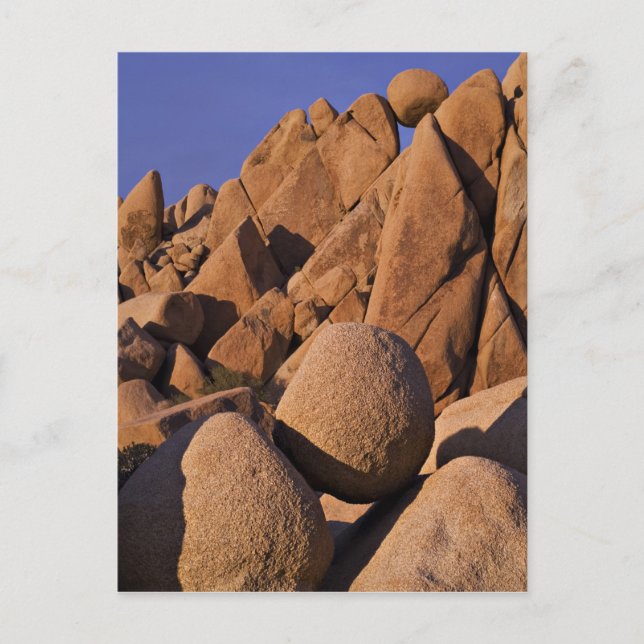 Carte Postale USA, Californie, Parc national de Joshua Tree. (Devant)