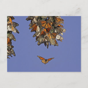 Carte Postale USA, Californie, Pismo Beach. Monarque