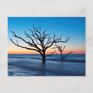 Carte Postale USA, Caroline du Sud, Edisto Island, Botany Bay