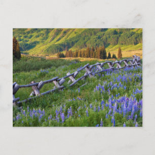 Carte Postale USA, Colorado. Lupines and split rail fence