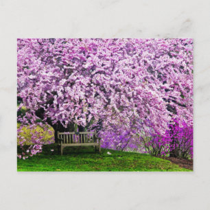 Carte Postale USA, Delaware, Wilmington. Banc en bois sous