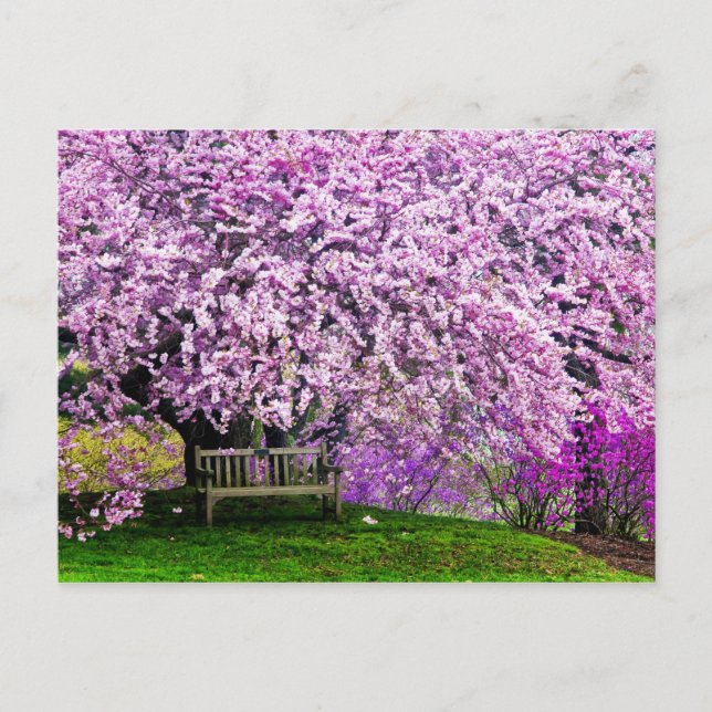 Carte Postale USA, Delaware, Wilmington. Banc en bois sous (Devant)