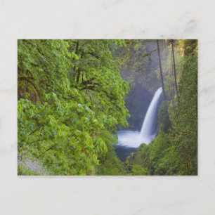 Carte Postale USA, Eagle Creek, Columbia Gorge, Oregon. 2
