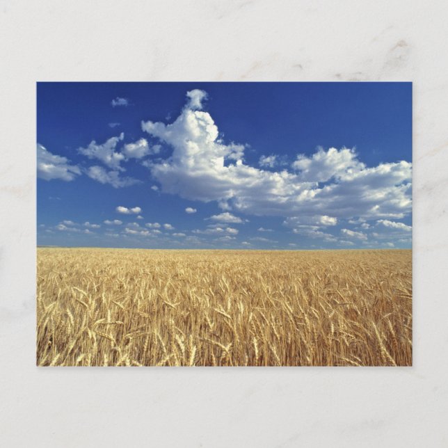 Carte Postale USA, Etat de Washington, Colfax. Blé mûr (Devant)