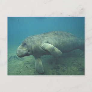 Carte Postale USA, FL, Manatee