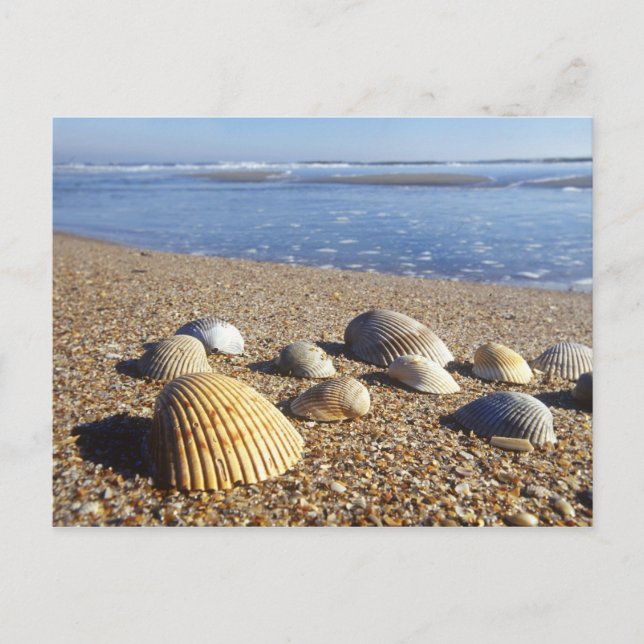 Carte Postale USA, Floride, Coastal Sea Shells (Devant)