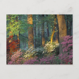 Carte Postale USA, Géorgie, Callaway Gardens, forêt d'Azalea.
