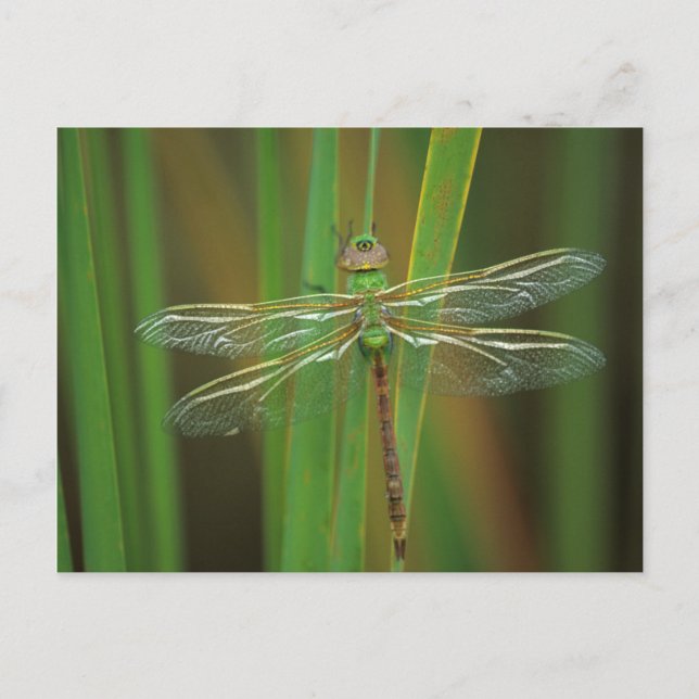 Carte Postale USA, Géorgie. Dragonfly vert sur roseaux (Devant)