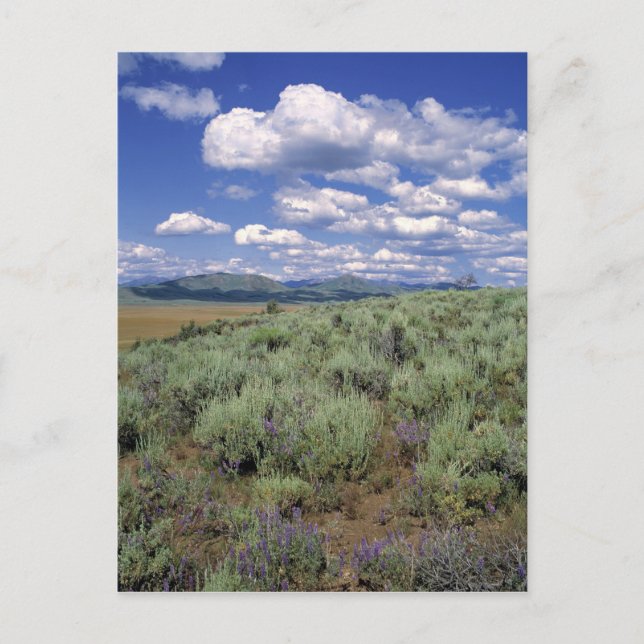 Carte Postale USA, Idaho, Camas Co. Sagebrush et lupine (Devant)