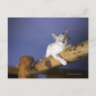 Carte Postale USA, Iowa, Portrait de jeune chaton